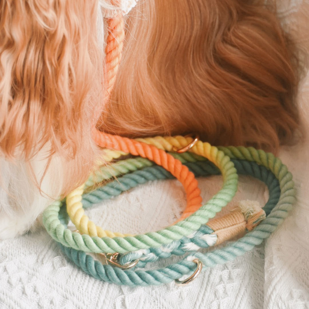 Leash | Customised colour