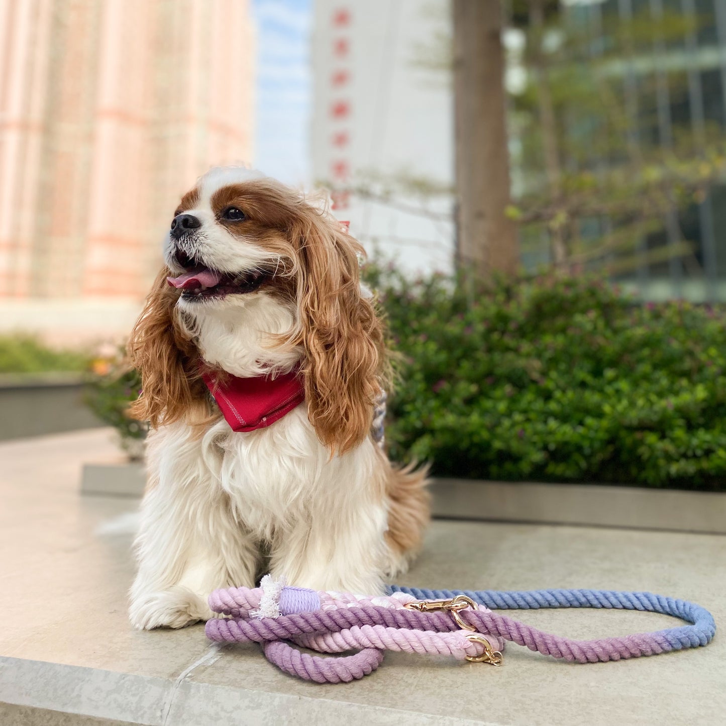 Leash | Violet