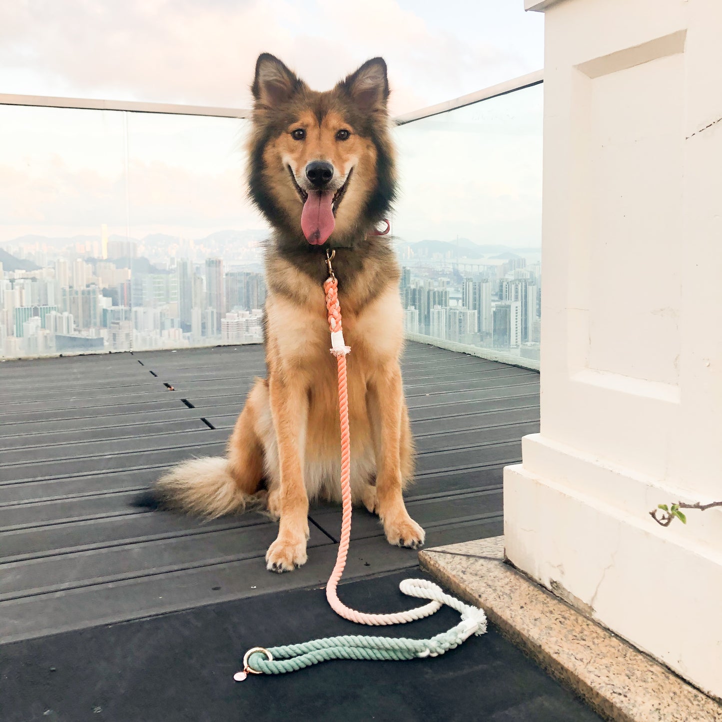 Leash | Bubble Soda