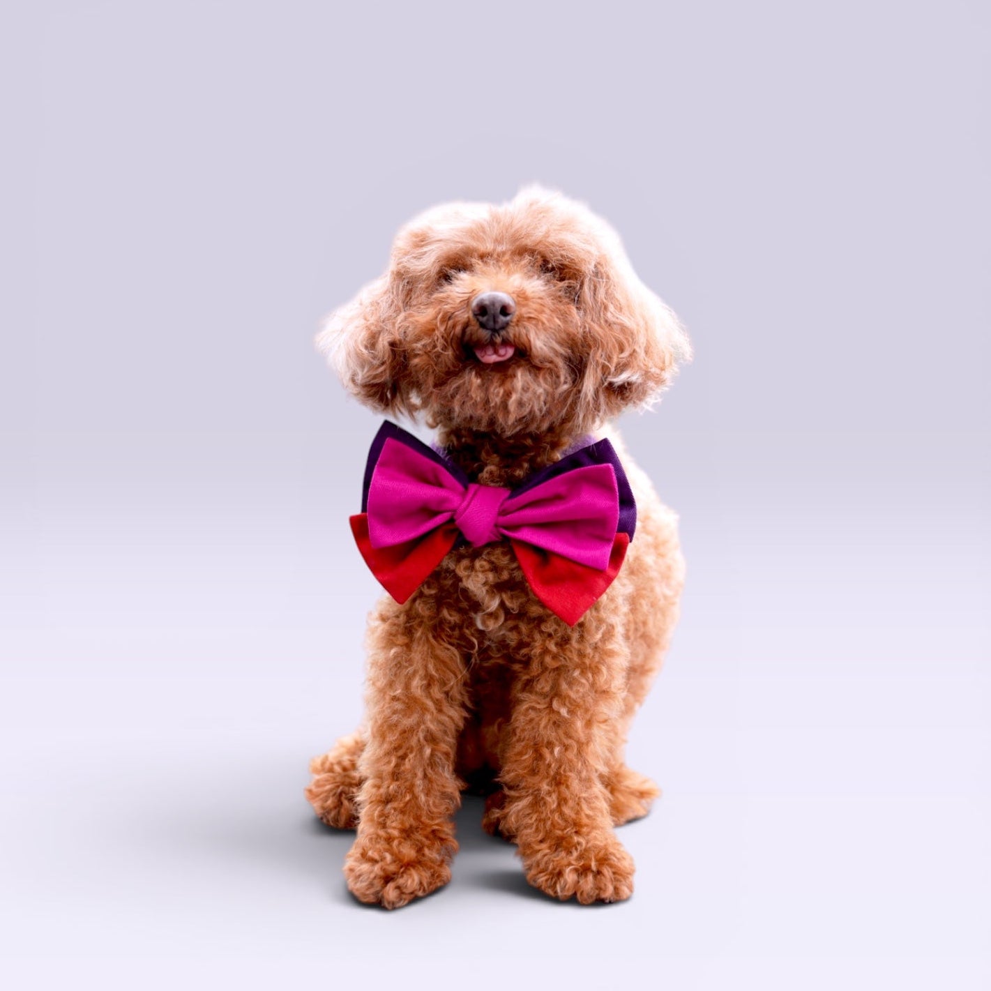 Blooming Bow Bandana | Velvet Rose